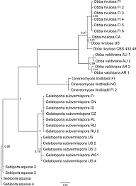Attēlu rezultāti vaicājumam “Cinereomyces lindbladii”