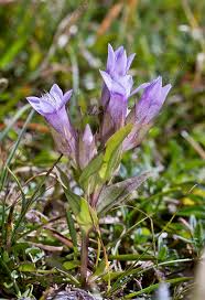 Attēlu rezultāti vaicājumam “Gentianella campestris”