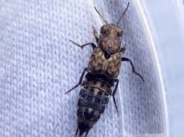 Attēlu rezultāti vaicājumam “Ontholestes murinus”