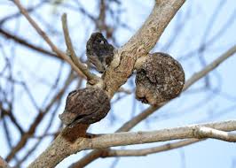 Attēlu rezultāti vaicājumam “Pemphigus borealis”