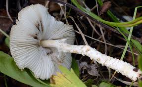 Attēlu rezultāti vaicājumam “Lepiota clypeolaria”