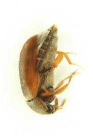 Attēlu rezultāti vaicājumam “Attagenus smirnovi”