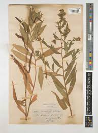 Attēlu rezultāti vaicājumam “Symphyotrichum x salignum flower”