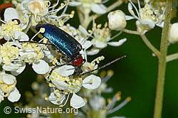 Attēlu rezultāti vaicājumam “Gaurotes virginea”