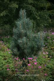 Attēlu rezultāti vaicājumam “Pinus sylvestris var. turfosa”
