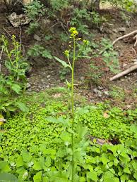 Attēlu rezultāti vaicājumam “Sisymbrium loeselii”