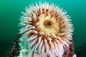 Attēlu rezultāti vaicājumam “Anemone”