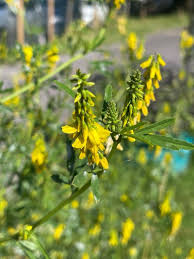 Attēlu rezultāti vaicājumam “Melilotus”