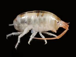 Attēlu rezultāti vaicājumam “Talitrus saltator”