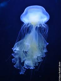 Image result for Phacellophora camtschatica