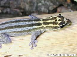 Attēlu rezultāti vaicājumam “Lycogala convexum young”