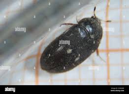 Attēlu rezultāti vaicājumam “Attagenus pellio”