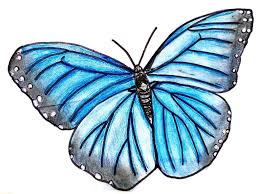 Image result for Papilionoidea