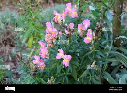 Attēlu rezultāti vaicājumam “Antirrhinum majus leaf”