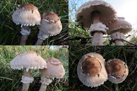 Attēlu rezultāti vaicājumam “Macrolepiota rhacodes var. bohemica”