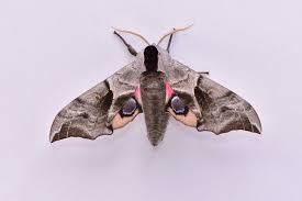 Attēlu rezultāti vaicājumam “Smerinthus ocellata”