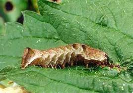 Attēlu rezultāti vaicājumam “Melanchra persicariae”