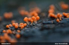 Attēlu rezultāti vaicājumam “Lycogala sphaeroconicum macro”