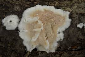 Attēlu rezultāti vaicājumam “Gloeoporus dichrous”