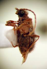 Attēlu rezultāti vaicājumam “Ptinus sp.”