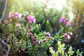 Attēlu rezultāti vaicājumam “Empetrum nigrum flower”