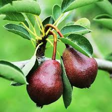 Attēlu rezultāti vaicājumam “Pyrus”