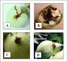 Attēlu rezultāti vaicājumam “Cydia pomonella”