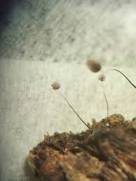 Attēlu rezultāti vaicājumam “Badhamiopsis praetermissa”