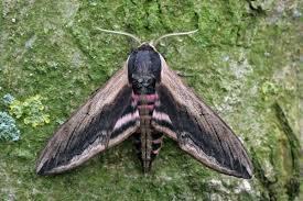 Attēlu rezultāti vaicājumam “Sphinx ligustri”