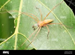 Attēlu rezultāti vaicājumam “Cheiracanthium sp. male”