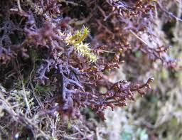 Attēlu rezultāti vaicājumam “Frullania tamarisci”