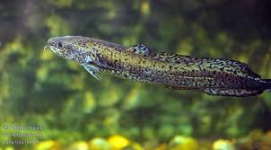 Attēlu rezultāti vaicājumam “Lota lota”