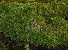 Attēlu rezultāti vaicājumam “Thuidium”