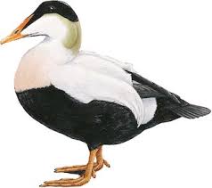 Attēlu rezultāti vaicājumam “Somateria mollissima male”