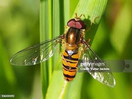 Attēlu rezultāti vaicājumam “Episyrphus balteatus”