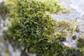 Attēlu rezultāti vaicājumam “Pleurozium schreberi sporophyte”