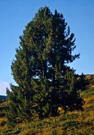 Attēlu rezultāti vaicājumam “Pinus peuce”