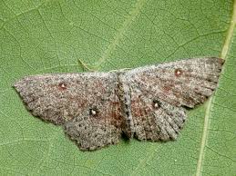 Attēlu rezultāti vaicājumam “Cyclophora pendularia”