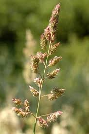 Attēlu rezultāti vaicājumam “Phalaroides arundinacea fruit”