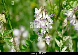 Attēlu rezultāti vaicājumam “Vicia sylvatica flower”
