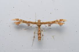 Attēlu rezultāti vaicājumam “Pterophoridae”