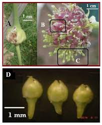Attēlu rezultāti vaicājumam “Allium sativum bud”