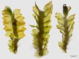 Attēlu rezultāti vaicājumam “Leiocolea heterocolpos”