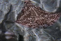 Image result for Raja montagui