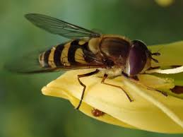 Attēlu rezultāti vaicājumam “Syrphus torvus”