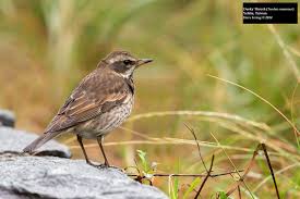 Image result for Turdus eunomus