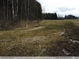 Attēlu rezultāti vaicājumam “Bryum weigelii”