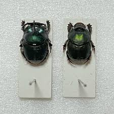 Attēlu rezultāti vaicājumam “Enochrus affinis”