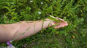 Attēlu rezultāti vaicājumam “Centaurea jacea fruit”