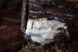 Attēlu rezultāti vaicājumam “Antrodia crassa”